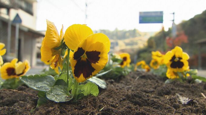 年末年始の観光客を花でおもてなし 駅前などにパンジーやツツジを植樹　大分・日田市　|　大分のニュース｜OBS NEWS｜大分放送