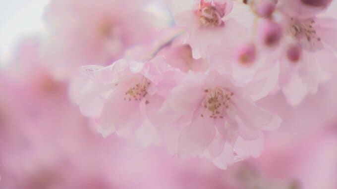 シダレザクラが七分咲き　並木通りで4月いっぱい楽しめる　山中湖・花の都公園|TBS NEWS DIG