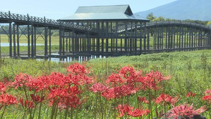 「北限の群生地目指したい」ヒガンバナが記録的猛暑で1か月遅れの見頃　青森県|TBS NEWS DIG