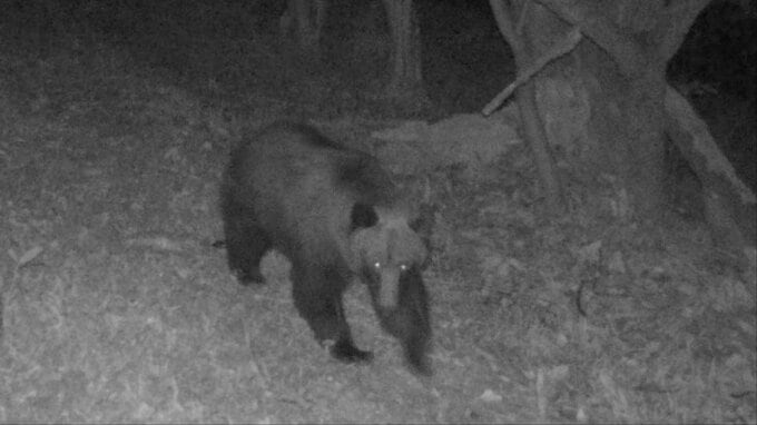 【クマ出没】札幌・大倉山ジャンプ競技場の近くに設置したカメラの前に…札幌市は夜間や明け方の外出を可能な限り控えるよう呼びかけ|TBS NEWS DIG