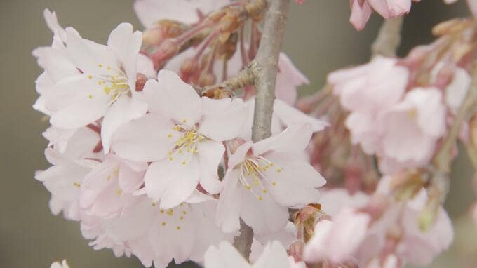 「必ずや満足していただける」コロナ禍前と同じ“制限のない”弘前さくらまつりが開幕！　花見客のなかには『人生の節目』祝う人の姿も　|　青森のニュース│ATV NEWS│青森テレビ