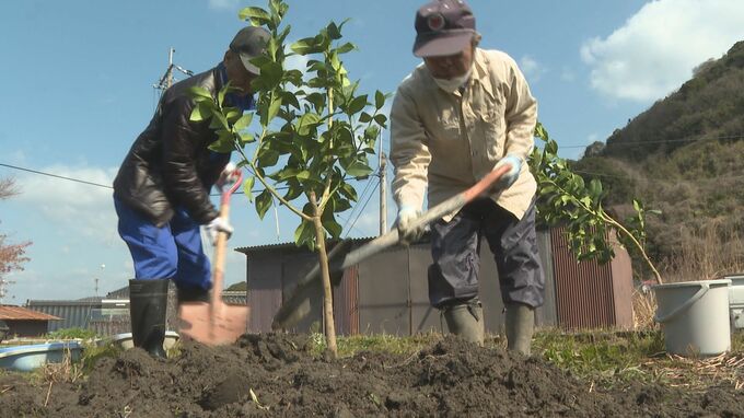 強い酸味と香りにみずみずしさが特徴「笠戸島レモン」地元の活性化に向け苗木の植え付け　|　山口のニュース・天気・防災｜tys NEWS｜ｔｙｓテレビ山口