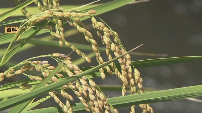 富山県産の一等米 90%以上が目標…「富富富」作付面積を前年比約300ha拡大へ　富山　|　富山のニュース｜天気・防災｜チューリップテレビ
