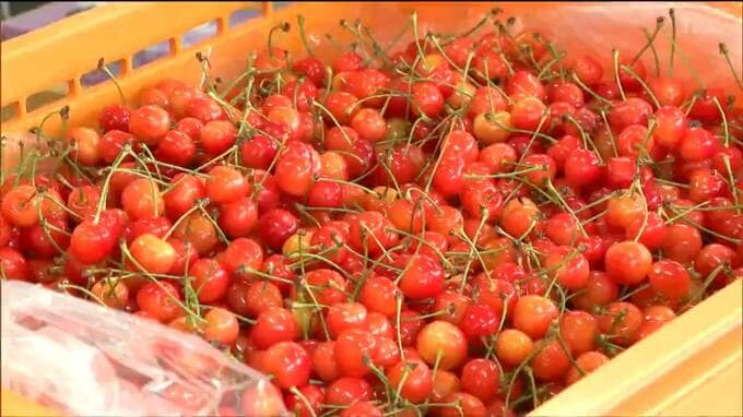 旬のサクランボを販売「食べごたえある」佐藤錦や新品種「やまがた紅王」も　宮城・村田町|TBS NEWS DIG