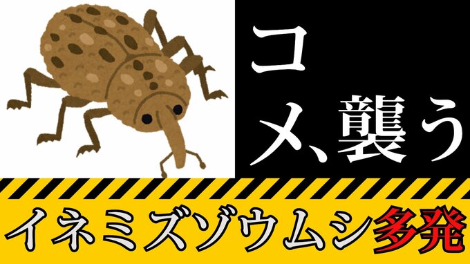 【6月最新】コメ価格高騰の中　イネの病害虫「イネミズゾウムシ」　北陸～北関東～四国～北九州で『やや多い～多い』予想　対策は？【害虫の専門家が解説】|TBS NEWS DIG