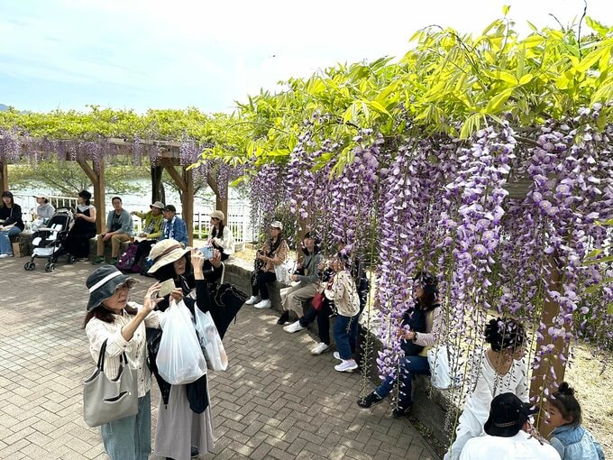 鮮やかな紫色のカーテン 藤 250本が咲き誇る藤まつり開催 限定スイーツ「藤アイス」も  =静岡・藤枝市　|　静岡のニュース | SBSNEWS | 静岡放送