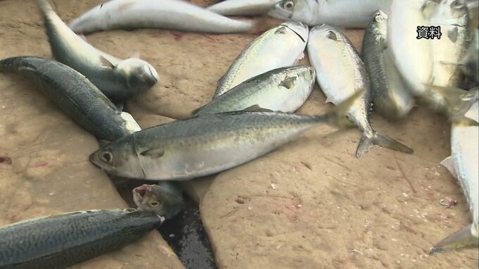 太平洋「サバ類」漁獲枠7～8割減を検討　資源量悪化で　水産庁|TBS NEWS DIG
