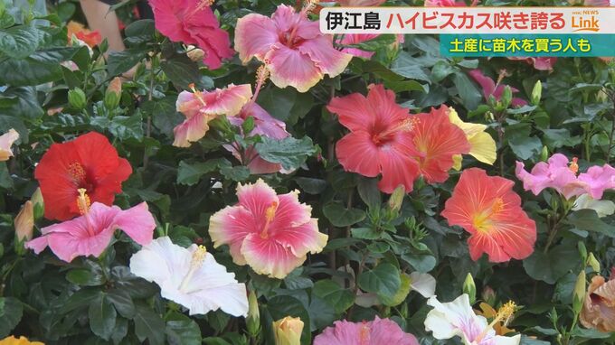 珍種やオリジナル！色とりどりのハイビスカスが伊江島に咲き誇る　|TBS NEWS DIG
