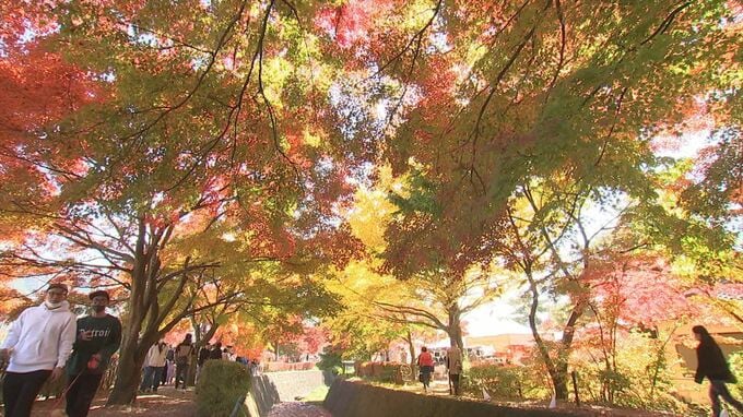 去年の来場者は50万人！富士山のふもとの紅葉祭り　今年から町営駐車場を有料化　渋滞緩和を目指す　山梨・富士河口湖町　|　山梨のニュース | ＵＴＹテレビ山梨