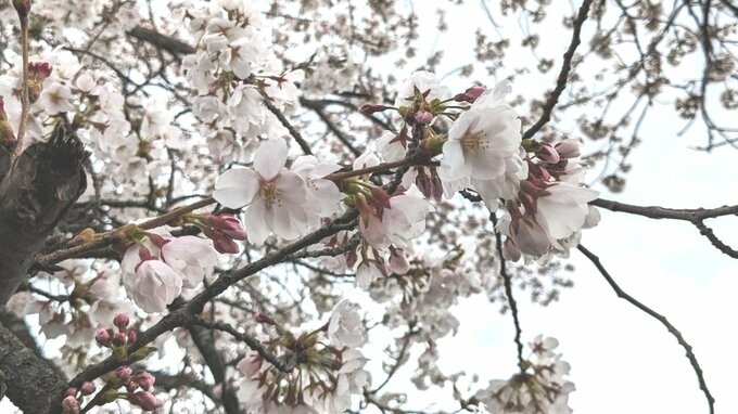 ヒガンザクラなど濃淡さまざまなピンクの花が咲き誇る　水沢公園のサクラ見ごろ　岩手・奥州市|TBS NEWS DIG