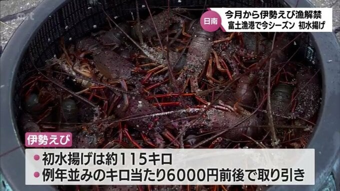 伊勢えび漁が解禁　日南市･富土漁港では今季初水揚げ　9日からは「日南海岸伊勢えびまつり」|TBS NEWS DIG