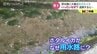 用水路に大量のホタルイカ なぜ？追跡してみると…SNSでも話題沸騰！富山・魚津市　|　富山のニュース｜天気・防災｜チューリップテレビ