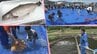 東日本大震災以降不漁となった秋サケに代わり、大槌町の水産業の目玉として期待がかかる養殖サーモン　山林火災を乗り越え、復興の希望の星に　岩手　|　IBC NEWS | IBC岩手放送