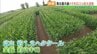 迷って戻って迷って…全長2キロの「トウモロコシ迷路」今年も登場！SDGsな理由とは？　福島・鏡石町　|　福島のニュース│TUF