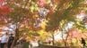 去年の来場者は50万人！富士山のふもとの紅葉祭り　今年から町営駐車場を有料化　渋滞緩和を目指す　山梨・富士河口湖町　|　山梨のニュース | ＵＴＹテレビ山梨