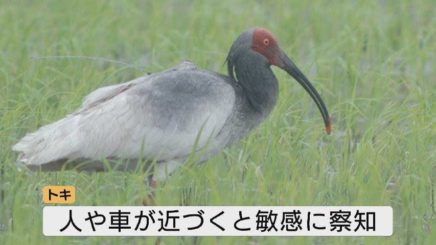 富山に飛来した特別天然記念物トキ 200m以上離れた距離での観察を推奨