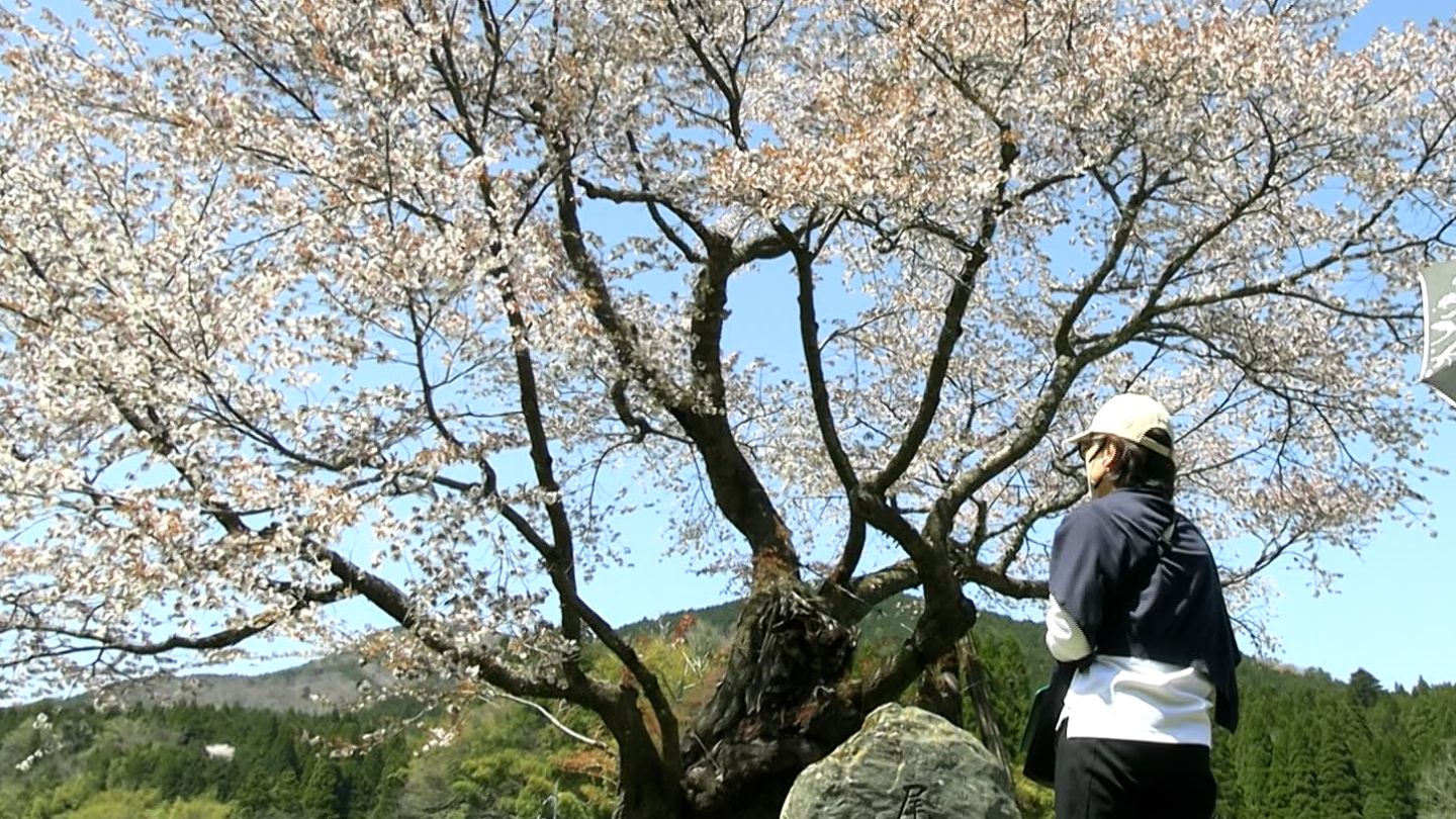 名物の一本桜「尾所の桜」が満開 岡山県内で最も遅い時期に咲くと言