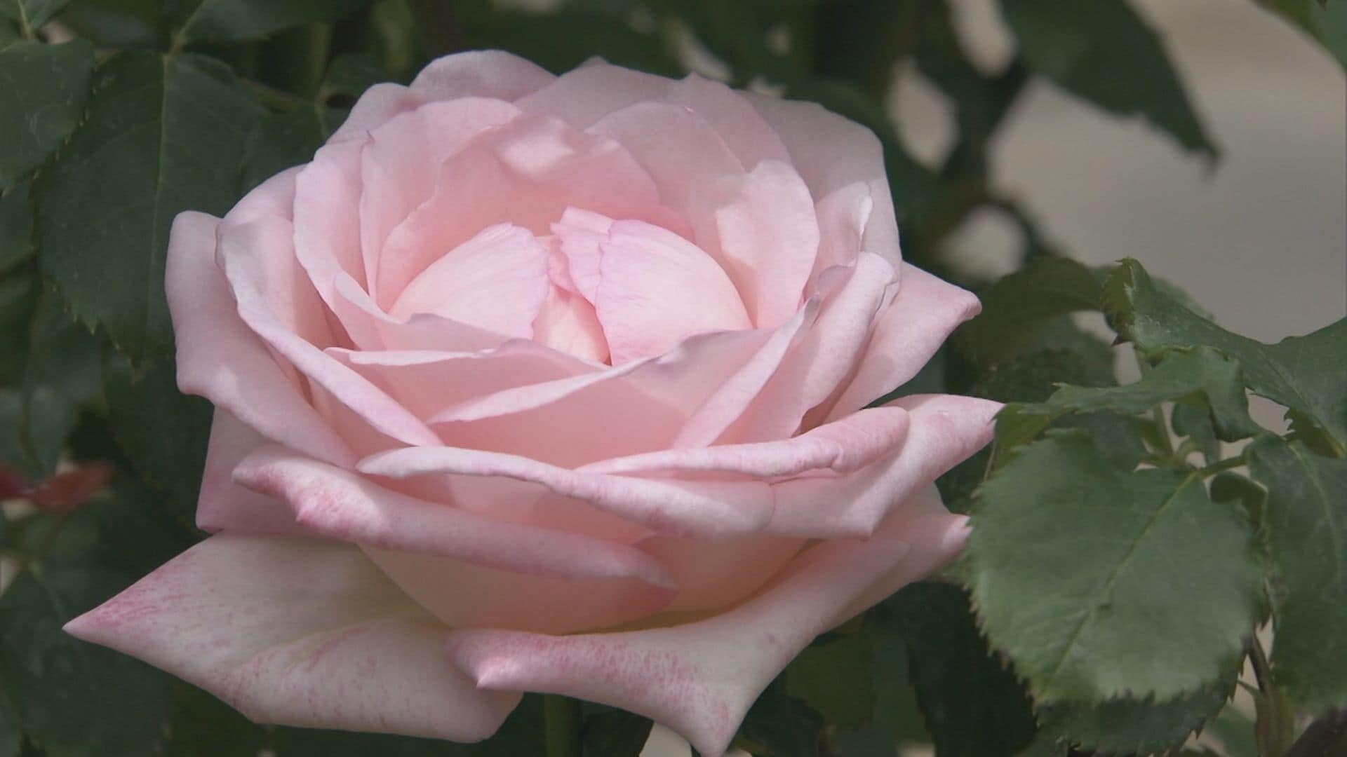 約6000品種・2万株の春バラが見頃を迎える　岐阜・可児市