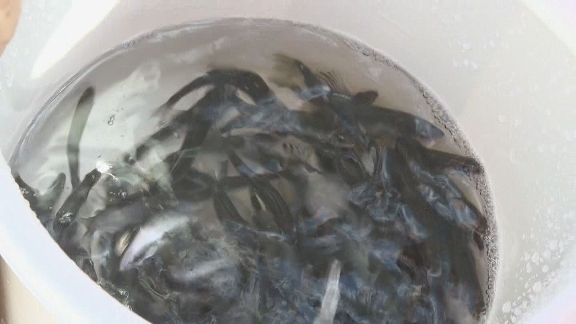 透明度の高い“奇跡の川”で大きく育て！ 子どもたちが稚アユ1万匹を放流　6月解禁の友釣りシーズン前に