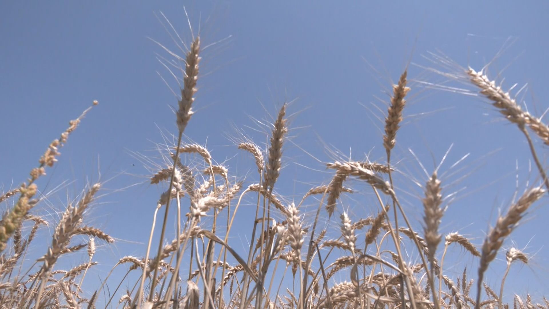 愛知県西尾市で小麦の収穫がピーク