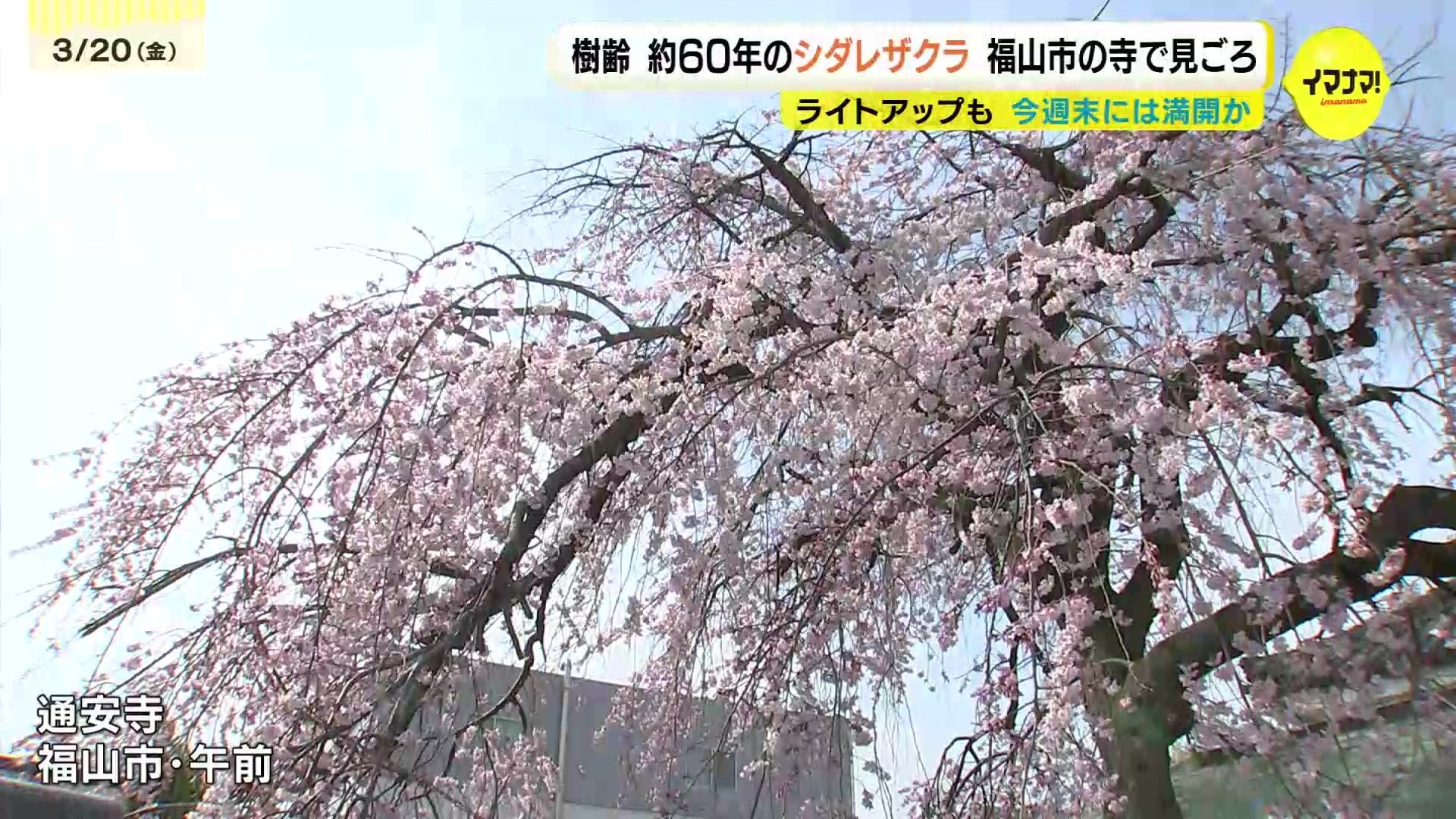 樹齢約60年のシダレザクラが見ごろに 広島・福山市 | RCC NEWS | 広島