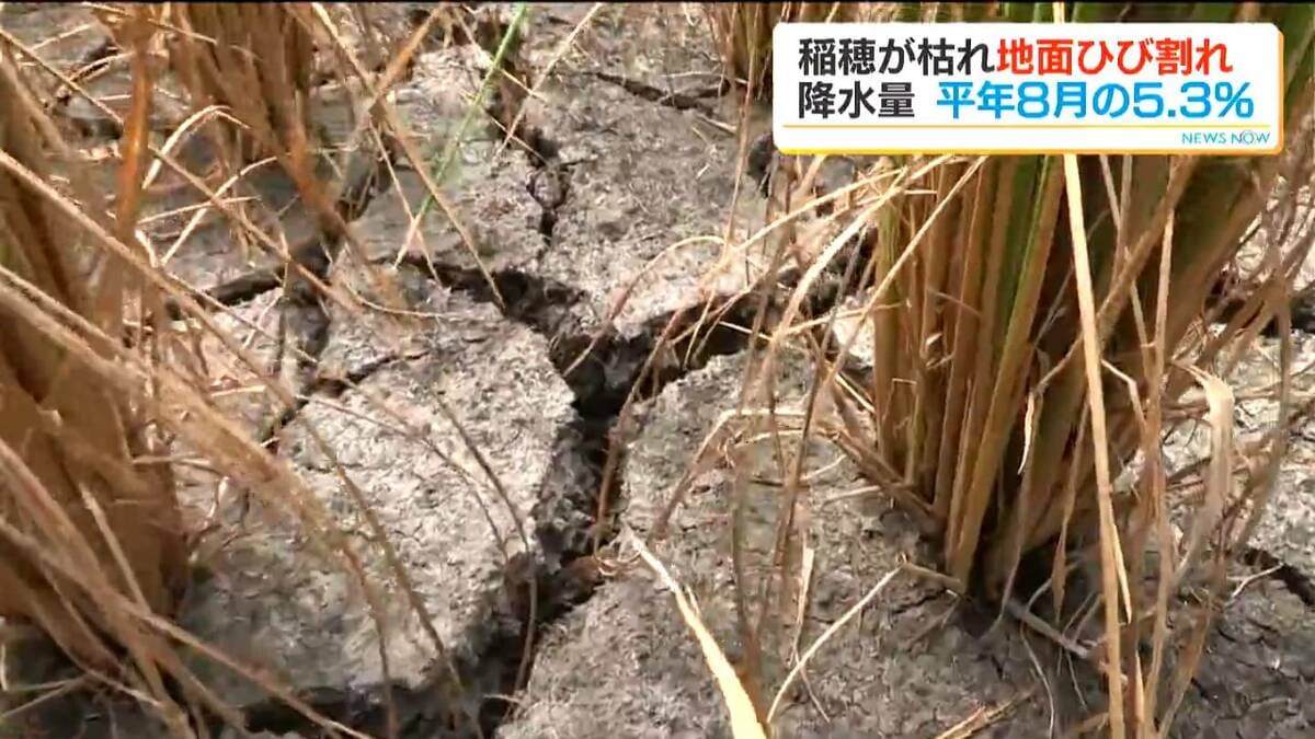 コメ農家も“悲鳴”「毎日神様に頼んでいる」　降水量が平年8月ひと月の5.3％　雨不足　鹿児島