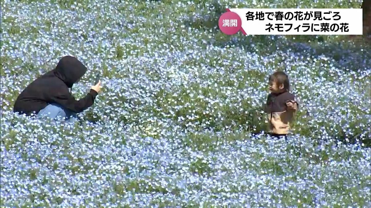 日向市では約1万本のネモフィラ えびの市では12万本の菜の花 宮崎県内