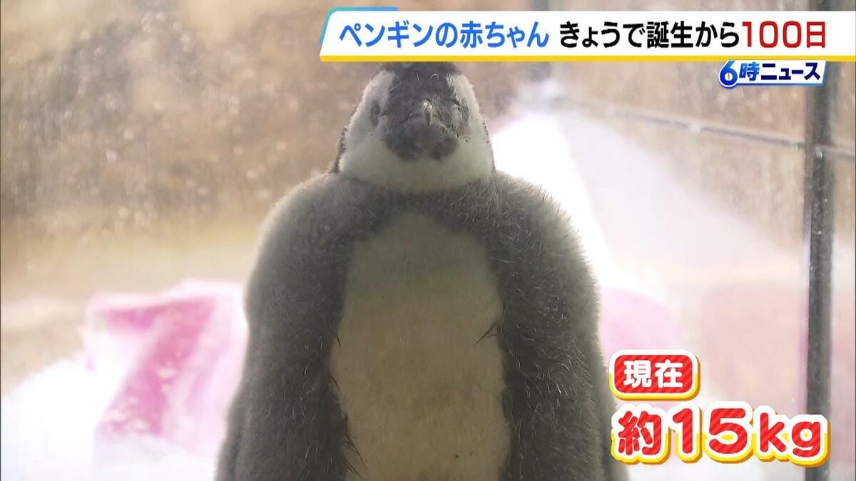 生後100日目】ふわふわのペンギンの赤ちゃん「大きく育ってくれて