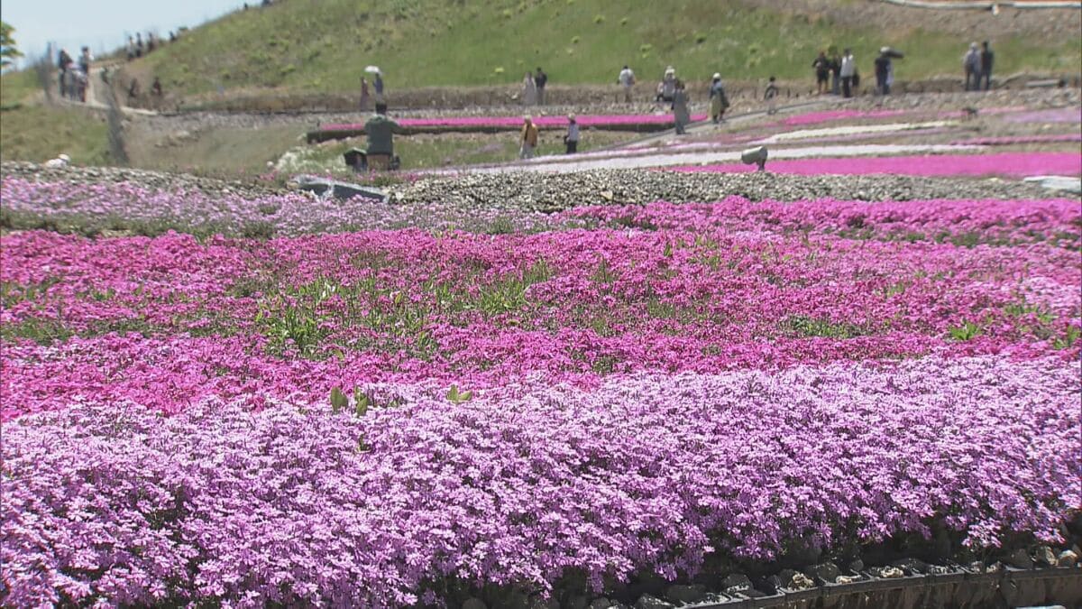 ｢青空とピンクが映える…｣ 茶臼山高原の｢芝桜まつり｣ 約40万株が見頃に 6月7日まで開催 5月の週末にはライトアップも 愛知･豊根村