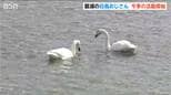 瓢湖にハクチョウ初飛来  観測史上2番目の早さ すでに約400羽  “三代目白鳥おじさん”のおもてなし始動  新潟・阿賀野市　|　新潟のニュース・天気｜BSN NEWS｜BSN新潟放送