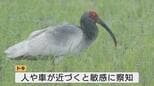 富山に飛来した特別天然記念物トキ 200m以上離れた距離での観察を推奨 「近づかず刺激しないで」|TBS NEWS DIG