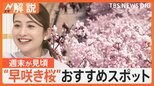 「アメリカでもとても有名よ!」外国人に人気の“早咲き桜”に… 桜×〇〇!富士山にキリンやゾウも?【Nスタ解説】|TBS NEWS DIG