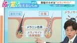 白髪「抜くと増える」「ワカメを食べると黒くなる」は本当?素朴なギモンを髪のプロに聞く【ひるおび】|TBS NEWS DIG