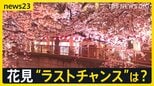 各地で“花散らしの雨”…見ごろを迎えた桜の名所では「桜より酒」　1日も全国的に雨の予報…“花見のラストチャンス”は？【news23】|TBS NEWS DIG