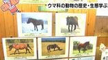 「家畜動物やシマウマの種類にも注目してみてほしい」2026年の干支＝午　ウマ科の動物の歴史・生態学ぶ展示会　|　高知のニュース・天気｜KUTV NEWS | KUTVテレビ高知
