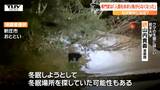 出没が相次ぐクマ 冬眠期なのになぜ街中に? 専門家の見解は(山形) | 山形のニュース│TUYテレビユー山形