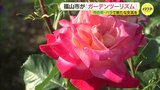 「多彩なバラ花壇体験して」　市の花巡るガーデンツーリズムを導入　広島県福山市|TBS NEWS DIG