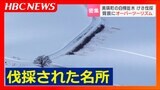 丘のマチで人気の"シラカバ“並木"を地権者らが伐採 相次ぐ観光客の畑侵入などの迷惑行為に苦渋の決断 オーバーツーリズムの弊害 北海道美瑛町 | 北海道のニュース|HBC北海道放送