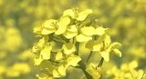 満開の黄色いじゅうたんに…感激「いいやま菜の花まつり」県内外からの多くの観光客でにぎわう 長野・飯山市|TBS NEWS DIG