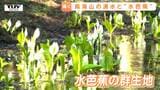 見ごろを迎えた水芭蕉の群生地も...鳥海ブルーラインの一部区間で冬季閉鎖解除（山形）　|　山形のニュース│TUYテレビユー山形