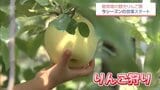日本最南端のりんご園　都城市の観光りんご園で今季の営業始まる|TBS NEWS DIG