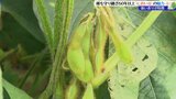 「収穫時期が近づくと畑全体からほんのりゆでた枝豆の香りがする」60年以上種を守り続けてきた「におい豆」の収穫に密着 岩手・花巻市 | IBC NEWS | IBC岩手放送