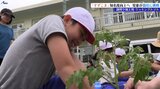 調理や加工に適したクッキングトマト「すずこま」 知名度向上へ児童が栽培に挑戦 岩手・釜石市|TBS NEWS DIG