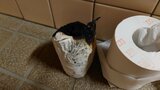 公園の同じ公衆トイレの個室で3件の連続不審火 燃えたトイレットペーパー見つかる 大分 | 大分のニュース|OBS NEWS|大分放送