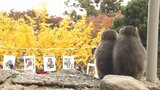 高崎山のサル 977匹の頂点へ 選抜総選挙エントリーの21匹が決まる 大分 | 大分のニュース|OBS NEWS|大分放送