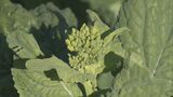 “食用菜の花”の収穫始まる 暖冬で例年より2週間早く　おひたしやペペロンチーノにいかが　 　|　名古屋・愛知・岐阜・三重のニュース【CBC news】 | CBC web
