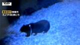 【動画】市職員がクマに襲われた南陽市　監視カメラの画面にはハッキリとクマの姿...しかし箱ワナにはかからず（山形）|TBS NEWS DIG
