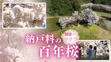 茶畑とのコントラストが美しい一本桜「納戸料の百年桜」　バイパス開通で注目集まる　佐賀県嬉野市　|　福岡のニュース｜RKB NEWS｜RKB毎日放送