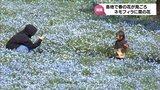 日向市では約1万本のネモフィラ　えびの市では12万本の菜の花　宮崎県内各地で春の花が見ごろを迎える|TBS NEWS DIG