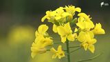 「くねくねのところが楽しかった」菜の花迷路が完成 子どもたちが探検楽しむ=静岡・富士市 | 静岡のニュース | SBSNEWS | 静岡放送